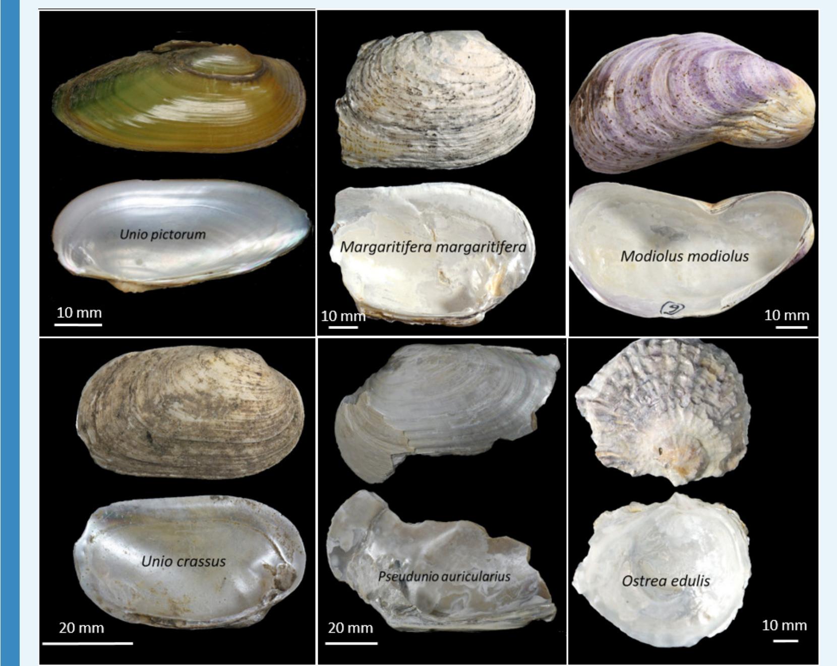 Appendix 1—figure 4. Marine and freshwater shells included in this study for comparative ana ysis: possible sources of raw material used for the manufacture of the double-buttons. 