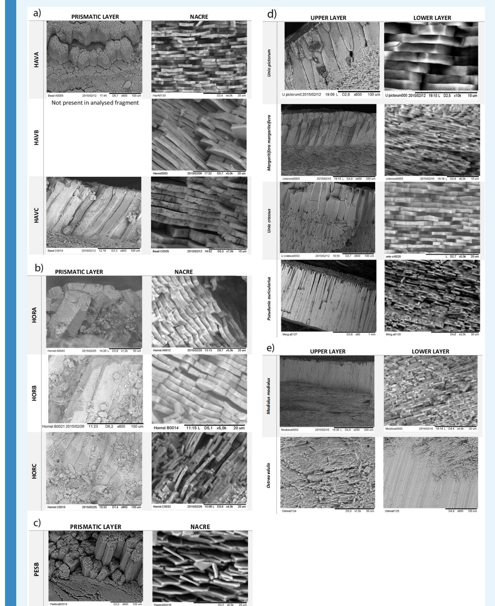 Appendix 1—figure 5. SEM microstructural analysis of archaeological double buttons (a—e) anc mollusc shells (d,e). Double-buttons: a) Havne (HavA, HavB, HavC), b) Hornstaad (HorA, HorB, HorC), c) Pestera Ungureasca (PesB). Reference shells: d) freshwater unionoid shells (modern  Unio pictorum, Margaritifera margaritifera and sub-fossil Unio crassus, Pseudunio auricularius), e) marine shells (Modiolus modiolus and Ostrea edulis). 