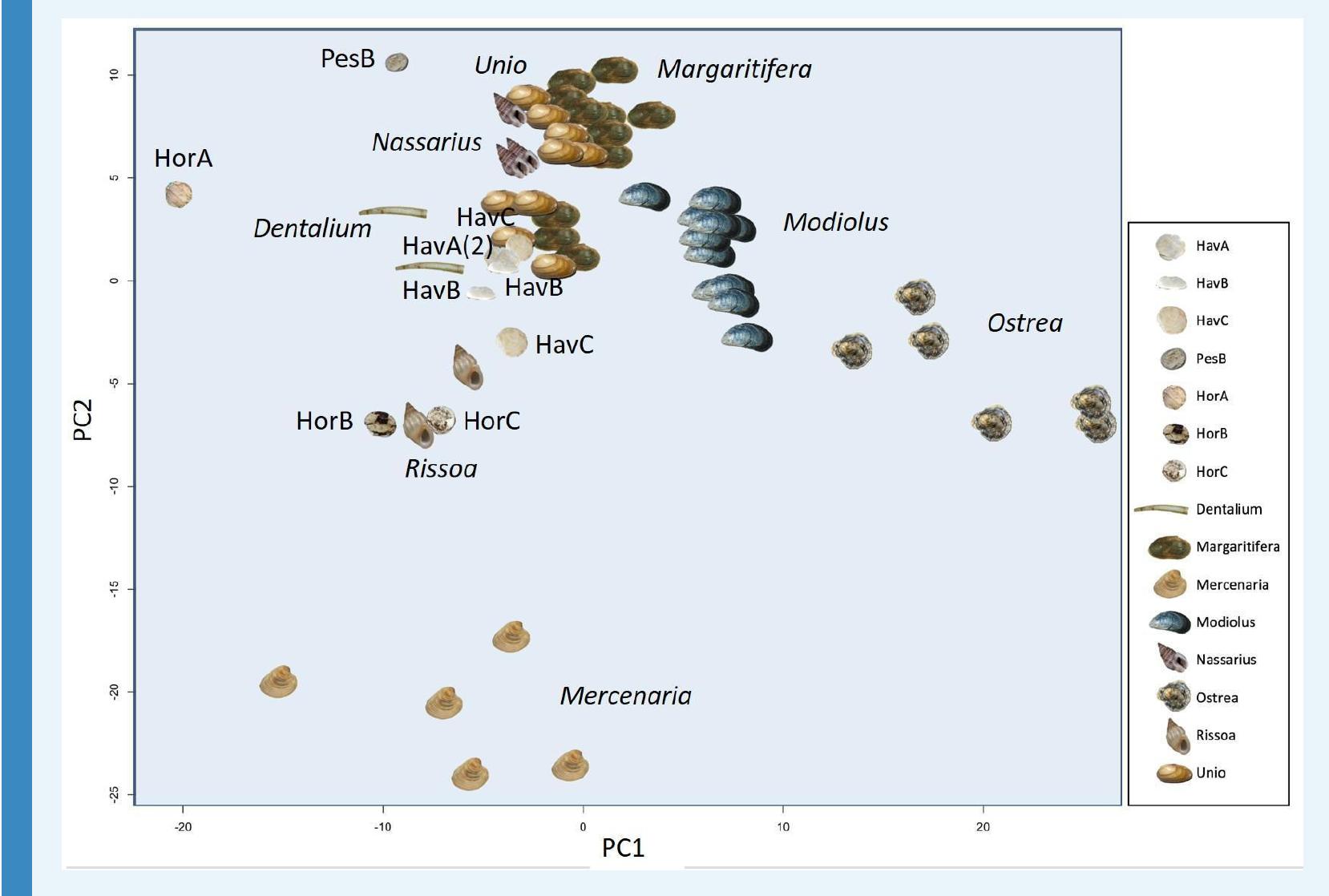 Appendix 1—figure 8. Principal Component Analysis (PCA) plot showing the similarity or dif- ferences between the amino acid composition of double-buttons and a range of shell taxa (ref erence taxa from Demarchi et al., 2014). 