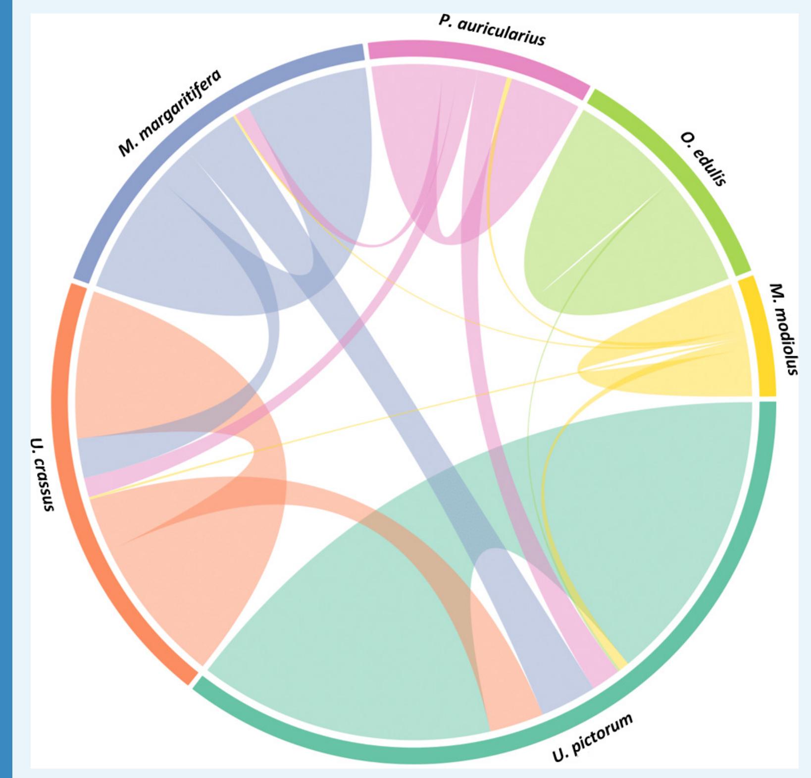 Appendix 1—figure 23. Circular diagram representing the extent of similarity between the proteomes of six reference mollusc shells based on the identified EST sequences.  showed a very high number of identified peptides, most of which were deamidated (Appendix 1—figure 10). This result also suggests that over geological times (but probably during early diagenesis), slow denaturation (uncoiling) of protein structures or splitting of cross-linkage sites with other organic macromolecules (i.e glycosides) may aid protein release, extraction and subsequent identification. PesB showed relatively low % coverage (19%) but this may be due to a species effect, as discussed elsewhere. Among the Hornstaad samples, the overall extent of preservation was low (for example Hic74 protein has a coverage of only 7% in HorB and 12% in HorC, supported by 6 and 11 peptides respectively), probably due to the effects of temperature. The exposure to heat of the archaeological biogenic carbonate did not induce recrystallization processes (as we did not observe any calcite in the ATR analyses), or extremely high D/L values in HorB and HorC, however the temperature was high enough to induce protein modifications and degradation. 