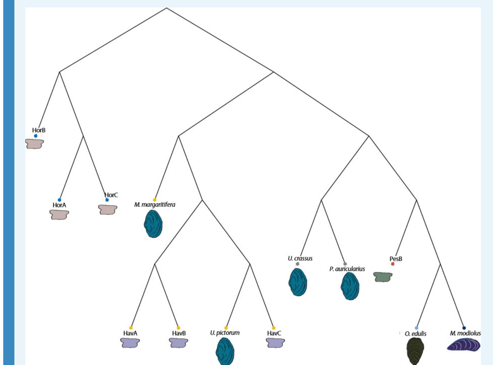 Appendix 1—figure 25. Cluster dendrogram of pairwise MS/MS spectra matching. Pairwise MS/MS comparison of the seven archaeological double-buttons and six reference shells (freshwater and marine): the cluster dendrogram is obtained from a distance matrix from  proteome-wide distance calculations of product ion spectra implemented in R using the DISMS2 code. 