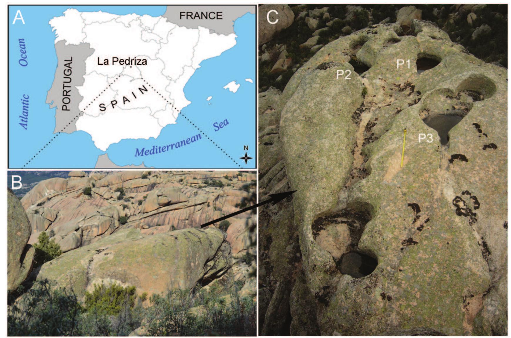 Figure 1. A) Location of La Pedriza (Parque Nacional Sierra de Guadarrama) in the Iberian Peninsula; B) Granite inselberg in La Pedriza. The inselberg is topped by rock pools; C) Location of the rock pools from this study (P1, P2 and P3) at the top of the inselberg featured in B). A) Localizacion de La Pedriza (Parque Nacional Sierra de Guadarrama) en la Peninsula Ibérica; B) Inselberg de granito en La Pedriza. El inselberg presenta pilas graniticas en su cima; C) Localizacion de las pilas graniticas de este estudio (P1, P2 y P3) sobre el inselberg mostrado en B).  Three pools were selected for this study (hereafter P1, P2 and P3; Fig. 1C). Pool geometry (maxi- mum axis, minimum axis, maximum depth) was  determined for eac  h pool. Area (m2) and volume  (L) were calculated assuming ellipsoid geomet- ric shapes. The sediment of each pool (approxi-  mately 10 g) was  manually homogenized  gently scraped with a laboratory spatu  September 2013. 1  in sterile flasks protected from direct sunlig  Petri dishes protec  ed from light until comp  and a in  [he sediments were collected  ht. In  he laboratory, sediments were spread on sterile  etely  dried at room temperature (20 °C + 0.2) and dried sediments were stored in sterile polyure- hane flasks at room temperature for later analy- sis. Total organic carbon (TOC) was determined for each sediment by combustion analysis and  then  Two samples of varying weight (5 g in P| and P2; 1 g in P3) of 1 year-dried sediment from each of 