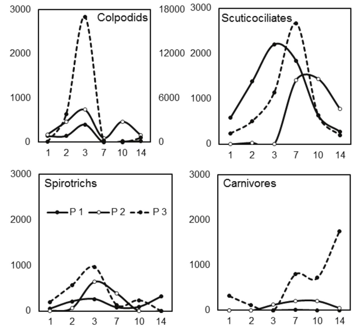Figure 5. Temporal succession of ciliate groups after rehydration of the sediments at the three rock pools. X-axis represents time in days and Y-axis the abundance of each group (ind. g DW-!); secondary Y-axis in Colpodids graph corresponds to the pool P3. Sucesion temporal de los grupos de ciliados después de la rehidratacion de los sedimentos en las tres pilas graniticas. El eje X representa el tiempo en dias y el eje Y la abundancia de cada grupo (ind. g DW-!); el eje Y secundario en la grafica de Colpodidos corresponde con la pila P3. 
