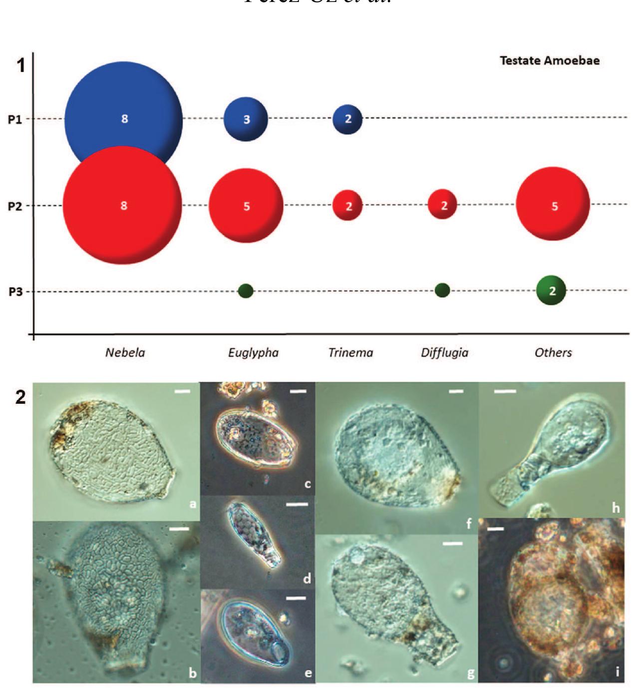 Figure 7. (1) Main genera of testate amoebae found in the three granite rock-pools (P1, P2 and P3) studied. Bubble size indicates numbe of morphospecies found (number inside bubbles). (2) Some testate amoebae species recorded. Micrographs under phase contrast (c, d, e i) and interference contrast (a, b, f, h, g) microscopy. a) Nebela tincta, b) Nebela sp., c) Euglypha rotunda, d) Euglypa cristata, e) Trinem enchelys, f) Argynnia vitraea, g) Padaungiella lageniformis, h) Padaungiella tubulata, 1) Centropyxis platystoma. Scale bars: 1( micrometres. Principales géneros de amebas testdceas de las tres pilas graniticas estudiadas (P1, P2 y P3). Tamaiio de burbuja indica e numero de morfoespecies (numero en la burbuja). (2) Algunas especies de amebas testaceas registradas. Micrografias bajo microscopt de contraste de fases (c, d, e, i) y contraste de interferencia (a, b, f, h, g). Las mismas especies que las mencionadas arriba. 