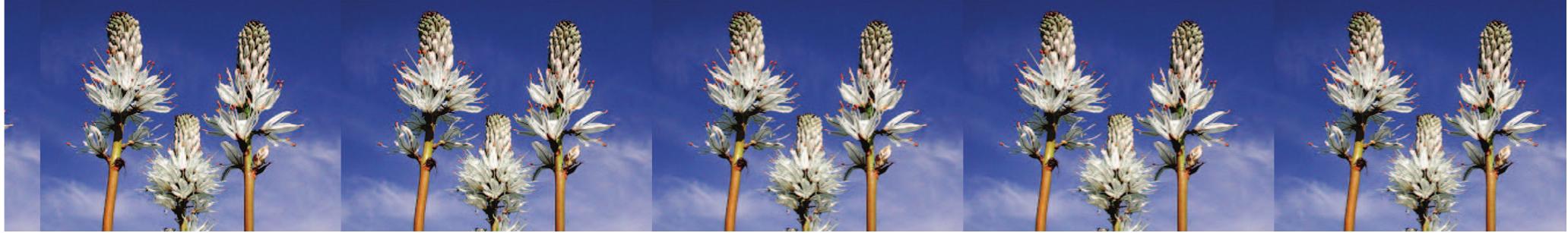 .. Kat’ dopodedov Aemmva (O06. A 539) 