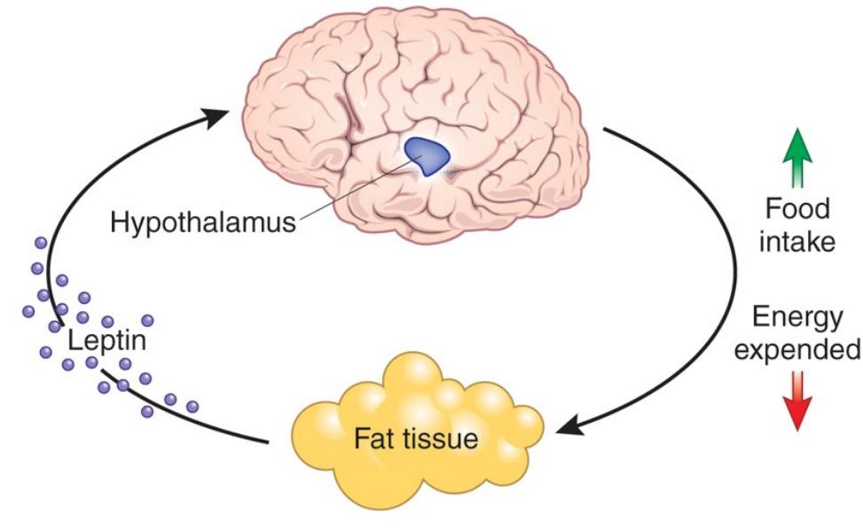 (PDF) Review of Glucose Homeostasis in the Human Body