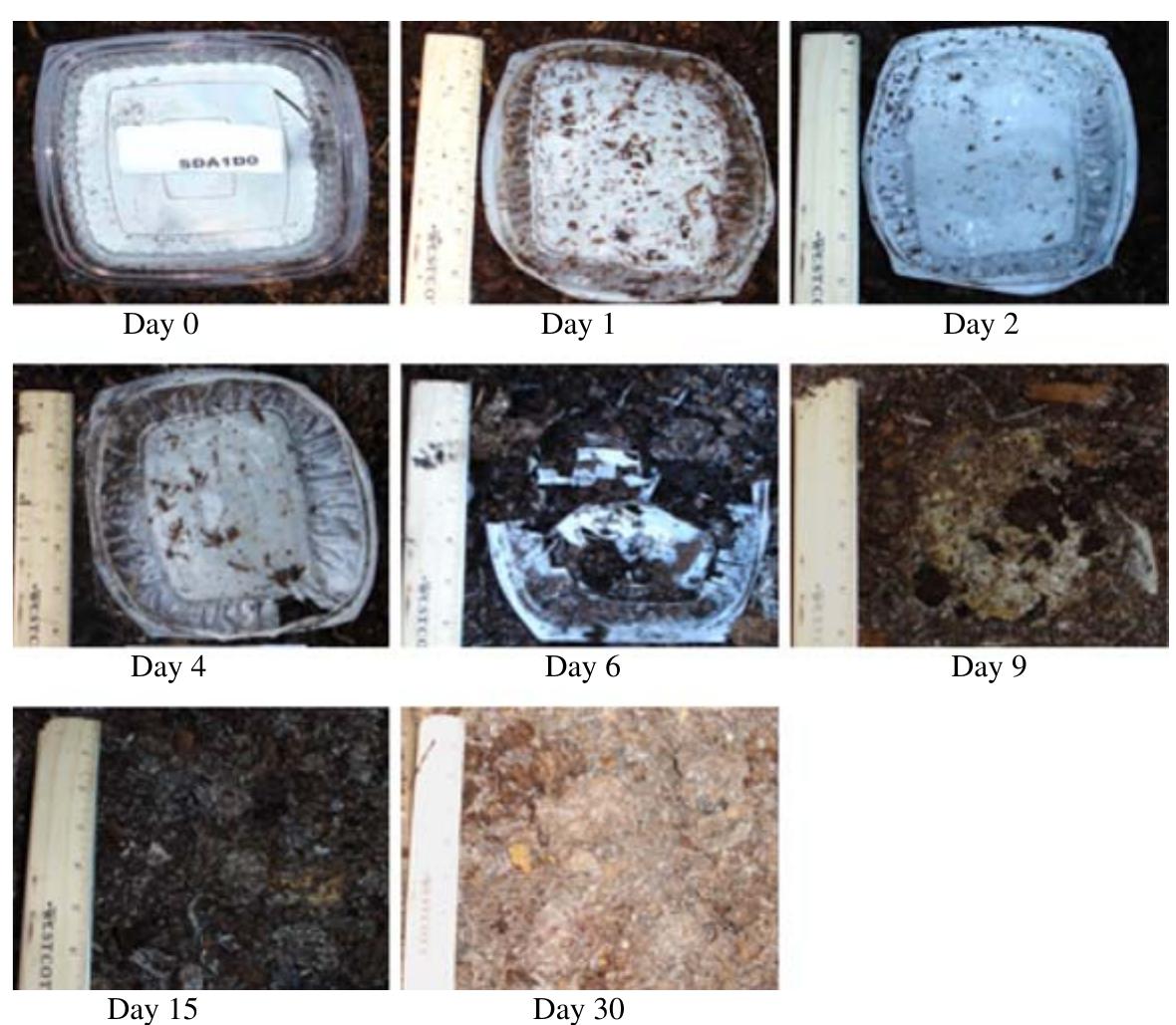 (PDF) Degradation of Commercial Biodegradable Packages under Real ...