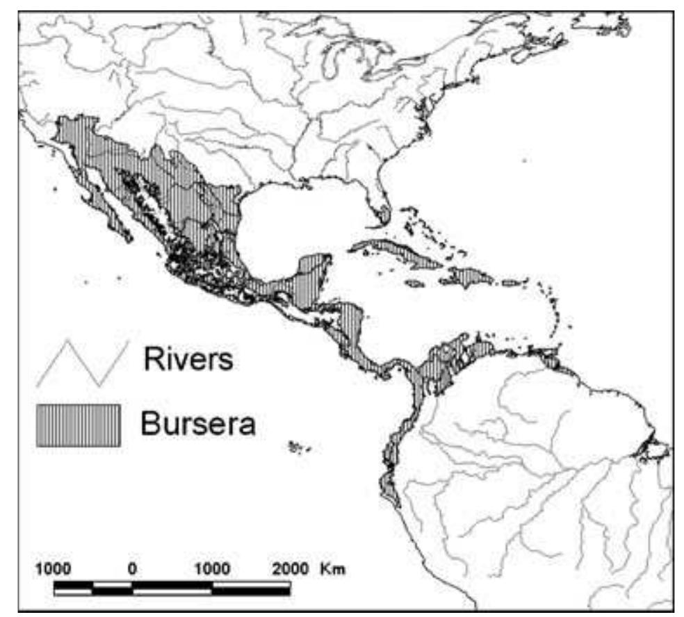 (PDF) Historical biogeographic patterns of the species of Bursera ...