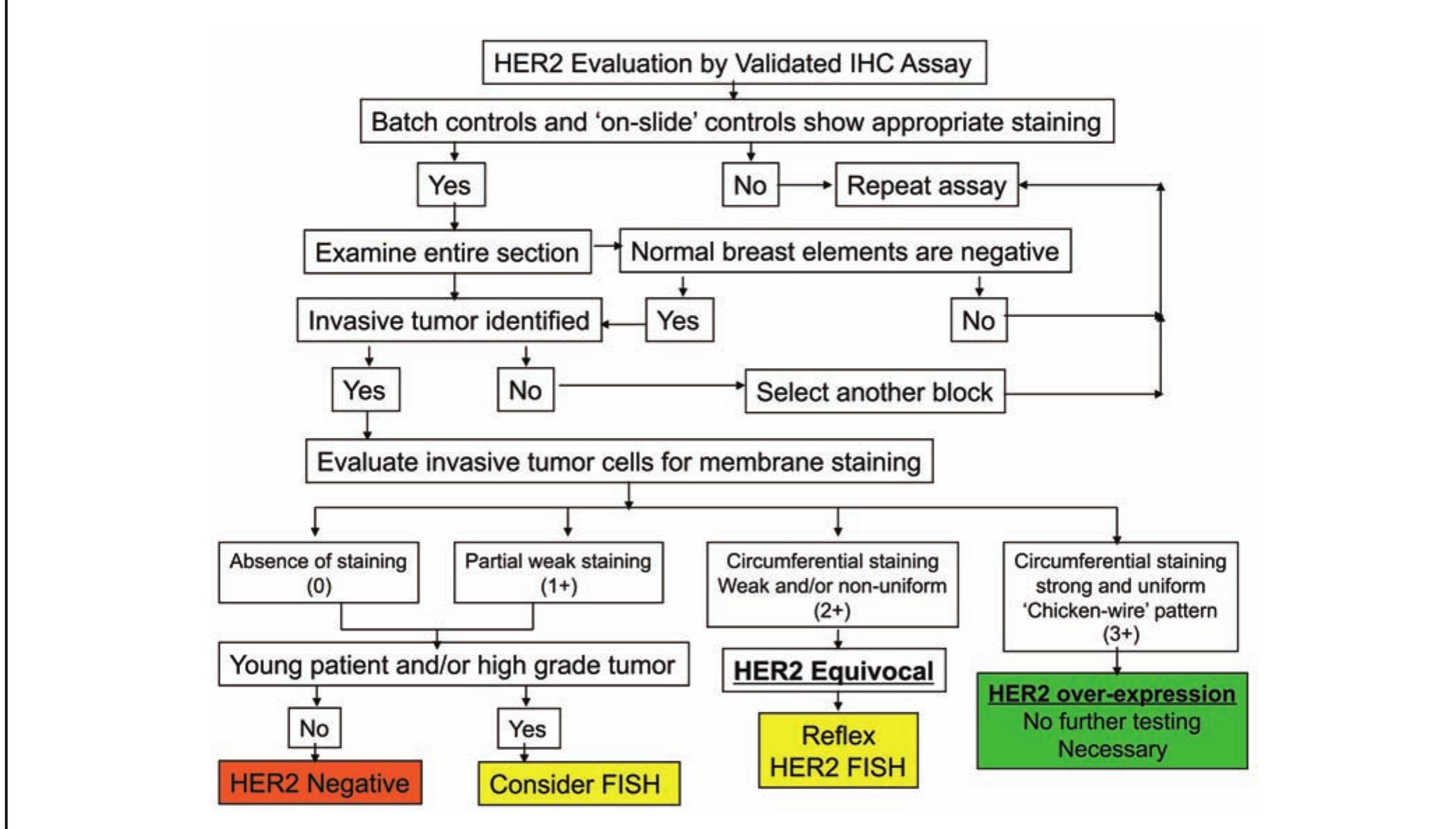 (PDF) Standardized Assessment of the HER2 Status in Breast Cancer by ...