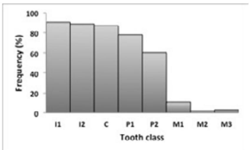 In the sample from Go 6 Chia, sixteen individuals (66.7%; six females, one probable female, seven males and two probable males, with a total of 155 female and 231 male teeth), show intense staining on the labial and buccal aspects (Tables 2 and 3), with very intense staining on the frontal teeth, decreasing dyeing intensity towards the premolars, and almost complete absence towards the molars (Figures 2 and 3). Besides a very slight variation concerning the beginning of the decrease of density - which varied from mostly the second premolar or the first molar to a few cases of the first premolar - the pattern is similar among all the assessed individuals. Interdental spaces in this group are not stained. Except for one individual with a possible age at death of seventeen to twenty-two years, only adults (young, middle and old adults) are included. This group includes local and non-local individuals, and no association with specific grave orientation or specific burial goods was found.   Figure 2. Frequency of stained teeth of the sixteen  upper and thirteen lower jaws with labial/buccal  staining, in accordance to tooth classes (n=386). Plot by the authors.  All stained teeth included in this study display a white line on their cervical margins. During life, the tooth’s marginal aspect is covered by the gingiva. Thus, this line indicates that the staining was applied intravitam or perimortem. In many cases the stained teeth additionally show signs of wear damaging the staining. This indicates that the teeth were still in use after the staining occurred. As a consequence, the staining emerged antemortem and not in the context of postmortem rites. 