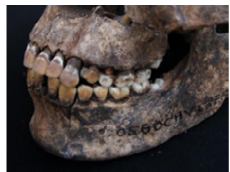 Figure 3. Gradual anterior-posterior decline of intense reddish-brown staining. Photo: S. Krais. 