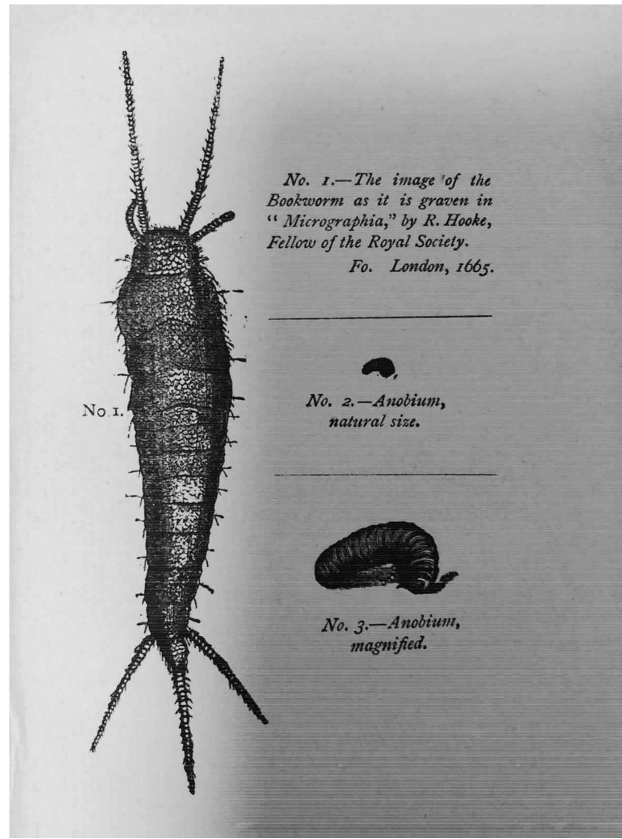 (PDF) The Ancient Entomological Bookworm