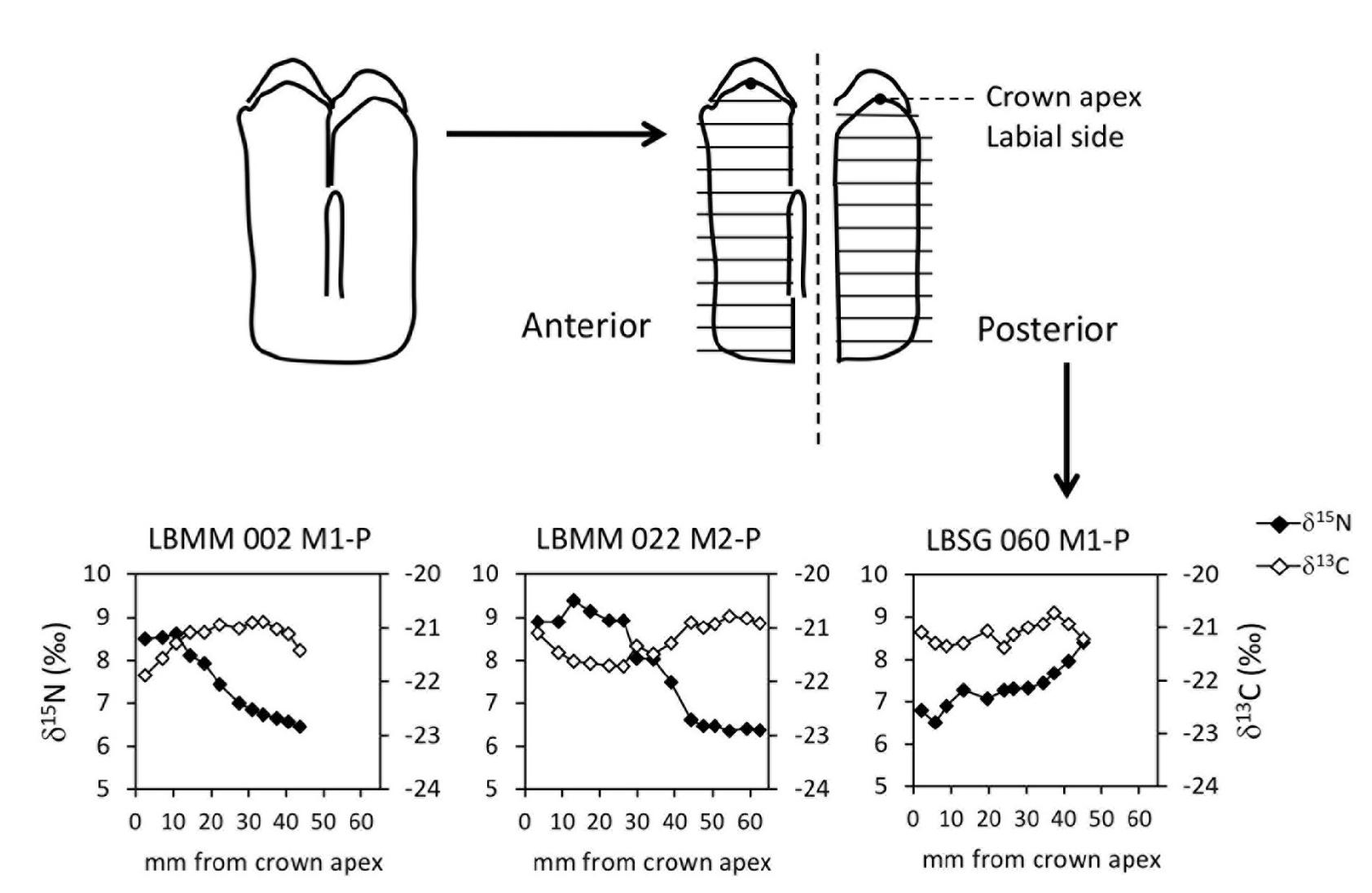 Fig 6. Results from sequential analysis of dentine collagen stable nitrogen (5'°N) and carbon (5'°C) isotope ratios in cattle first (m1) and second molars (m2) at Magareci Mlin and Staréevo-Grad. 