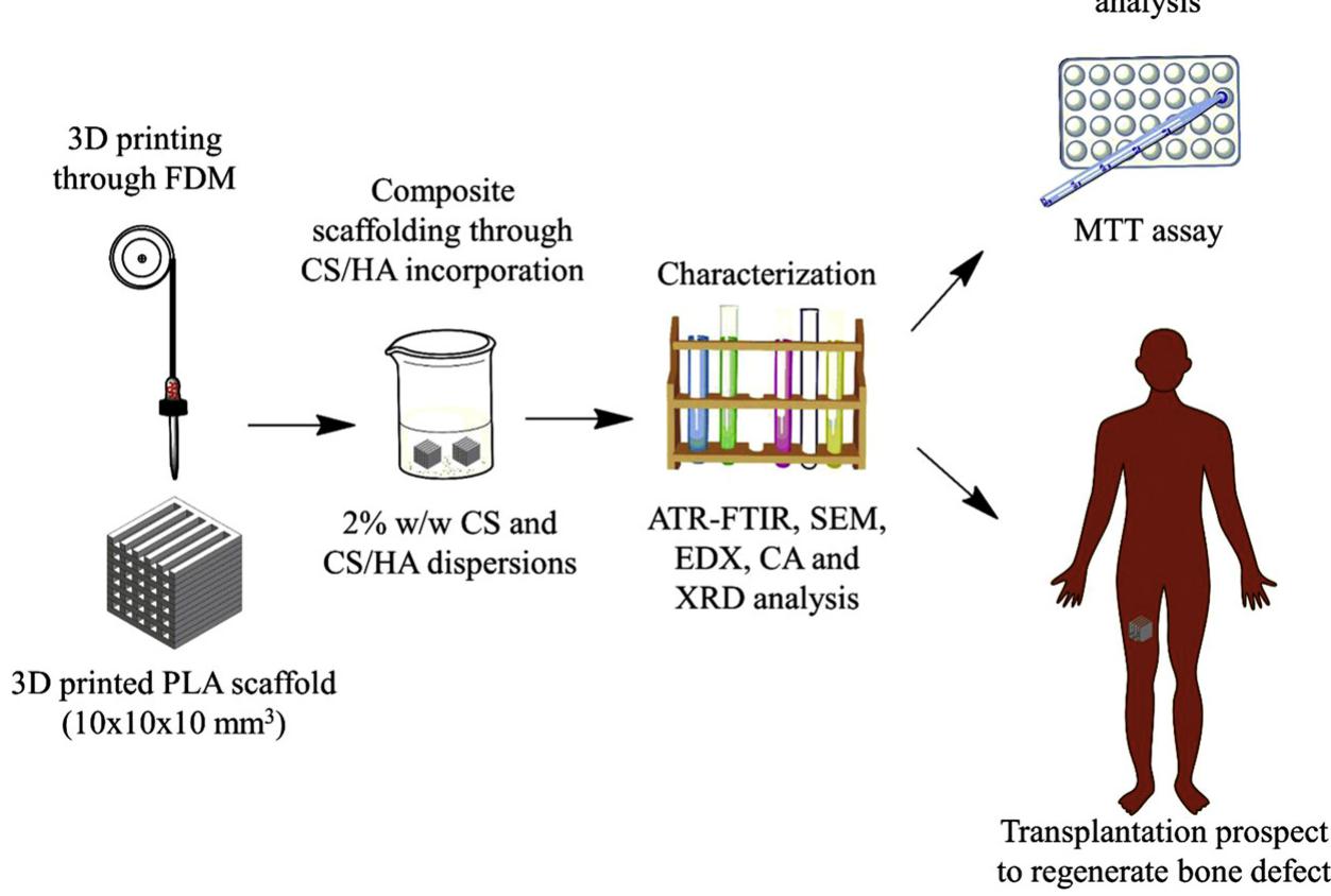 Scaffold Development Bioactive composite scaffold development for bone defect