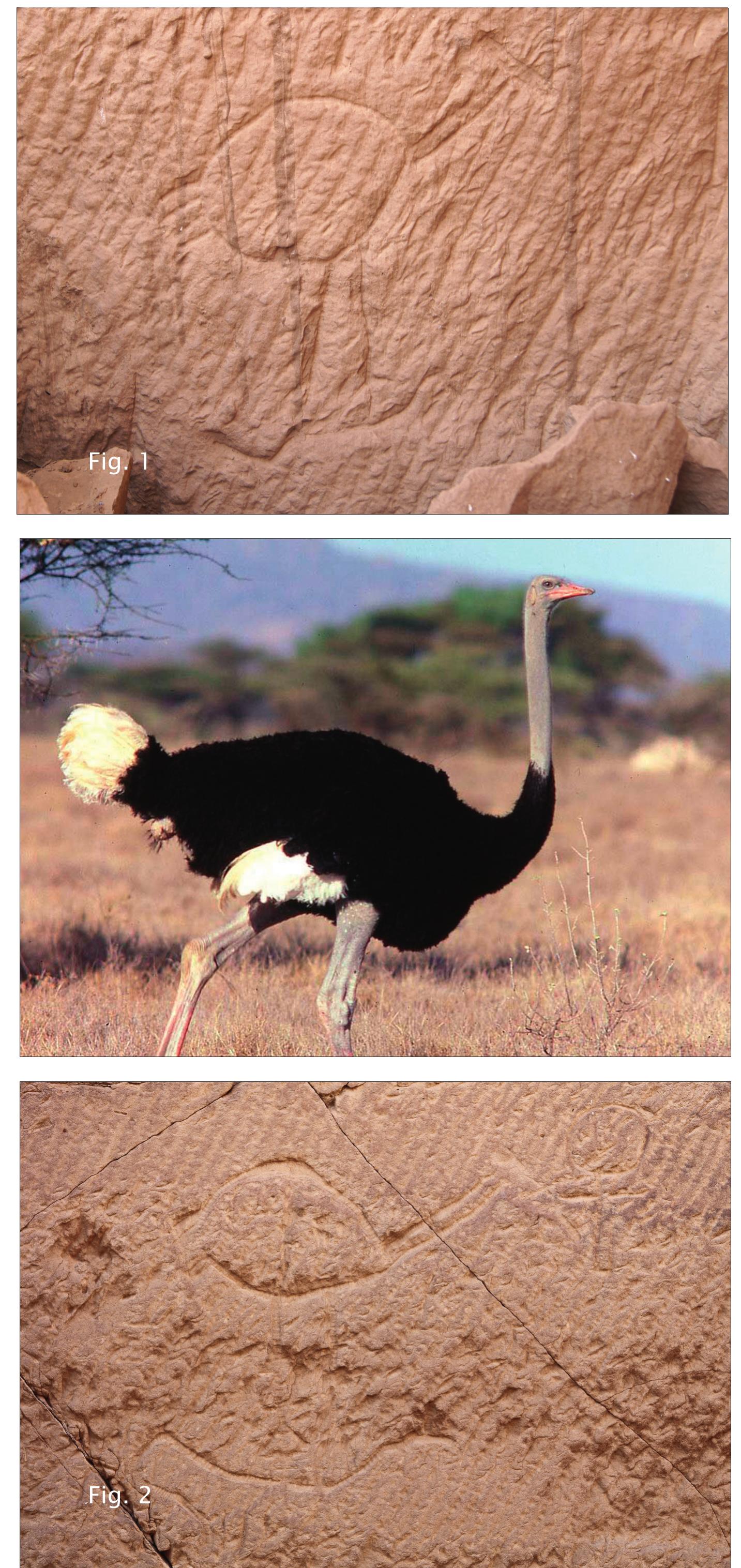 What Bird Did the Israelites Eat in the Desert: Revealed Mystery