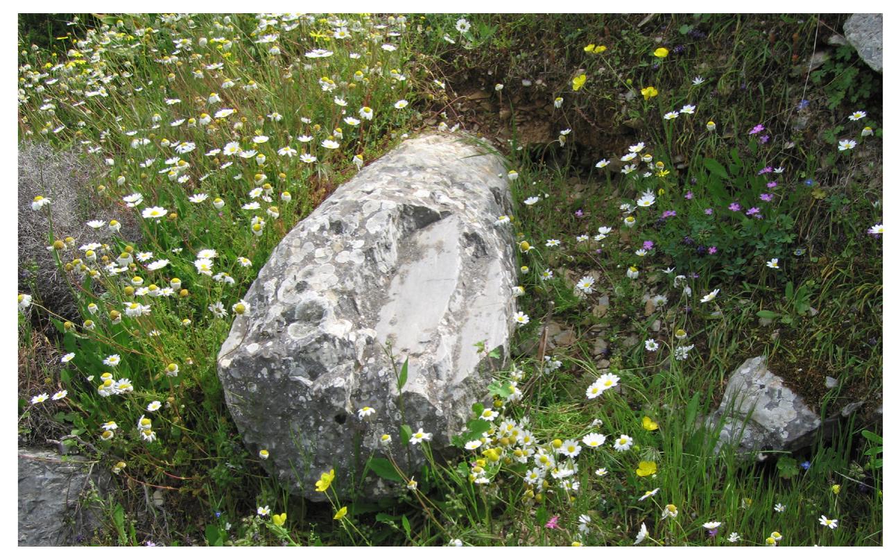 Fig. 16. An unfinished monolithic column in the dump of debris of the quarry
on the highest part of the mountain.
 Fig. 15. Row of three extracted blocks separated by trenches
with rectangular and trapezoidal wedge-holes, in the “lower” quarry.
