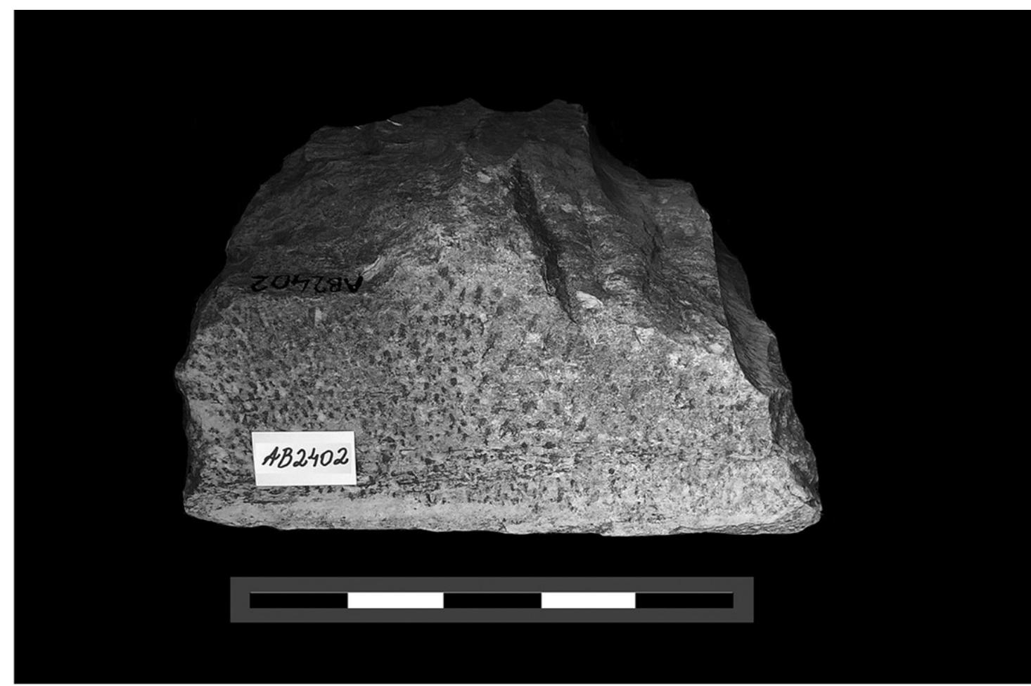Fig. 11. Ashlar AB2402. Photo by Anna Dalgkitsi.
