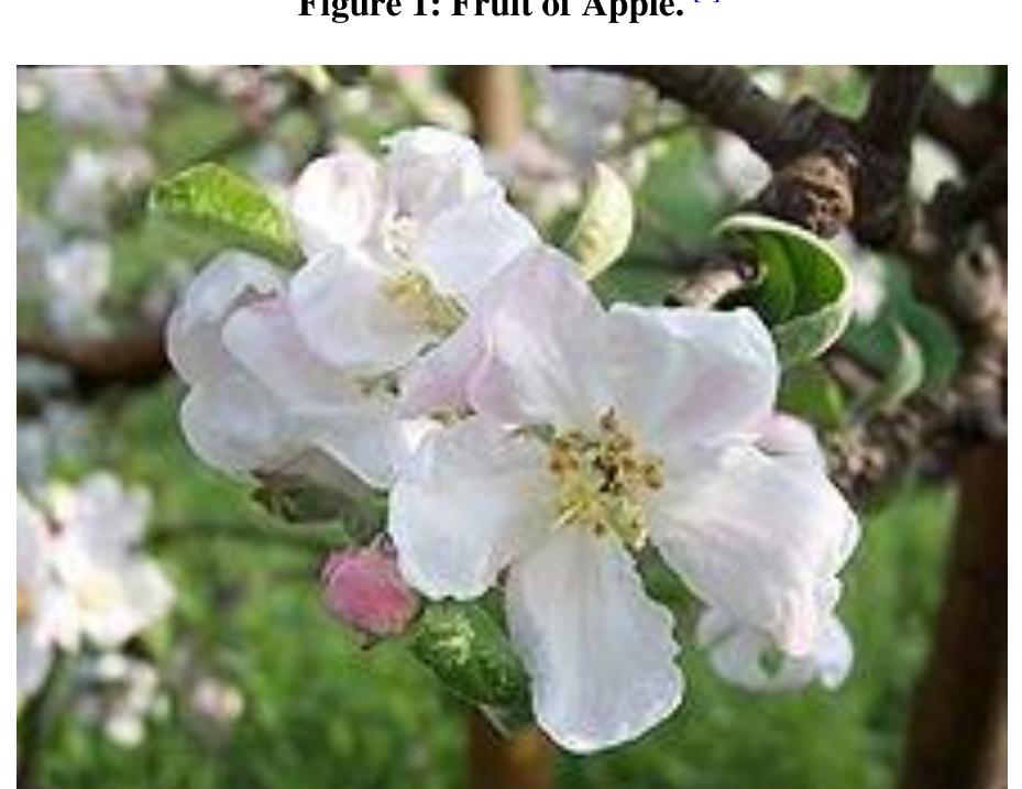 Maleae (PDF) Review of Phytochemical and Pharmacological Effects of Apple