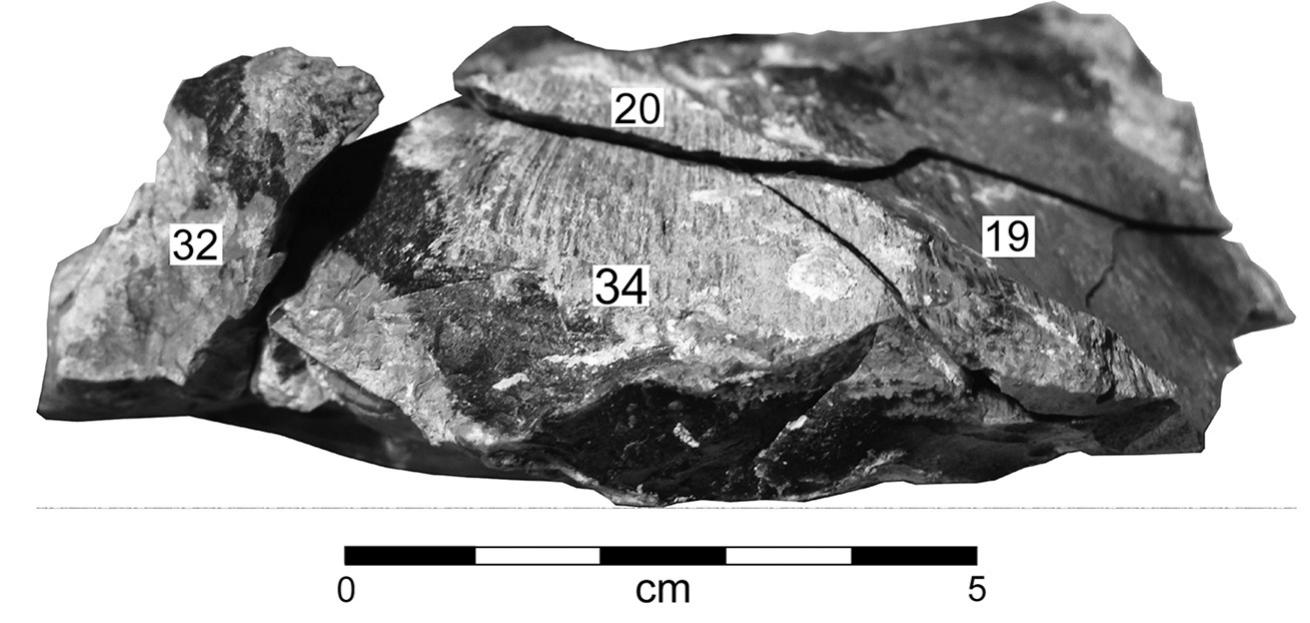 Figure 4. Photograph of several artifacts from the Feature 2 cache (Cat. 19 and 20) and general Component 1 debitage (Cat. 32) that refit to the Feature 2 core (Cat. 34). 