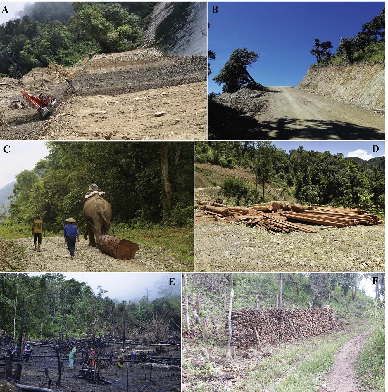 Extinct Timber Deforestation and destructive activities caused by the