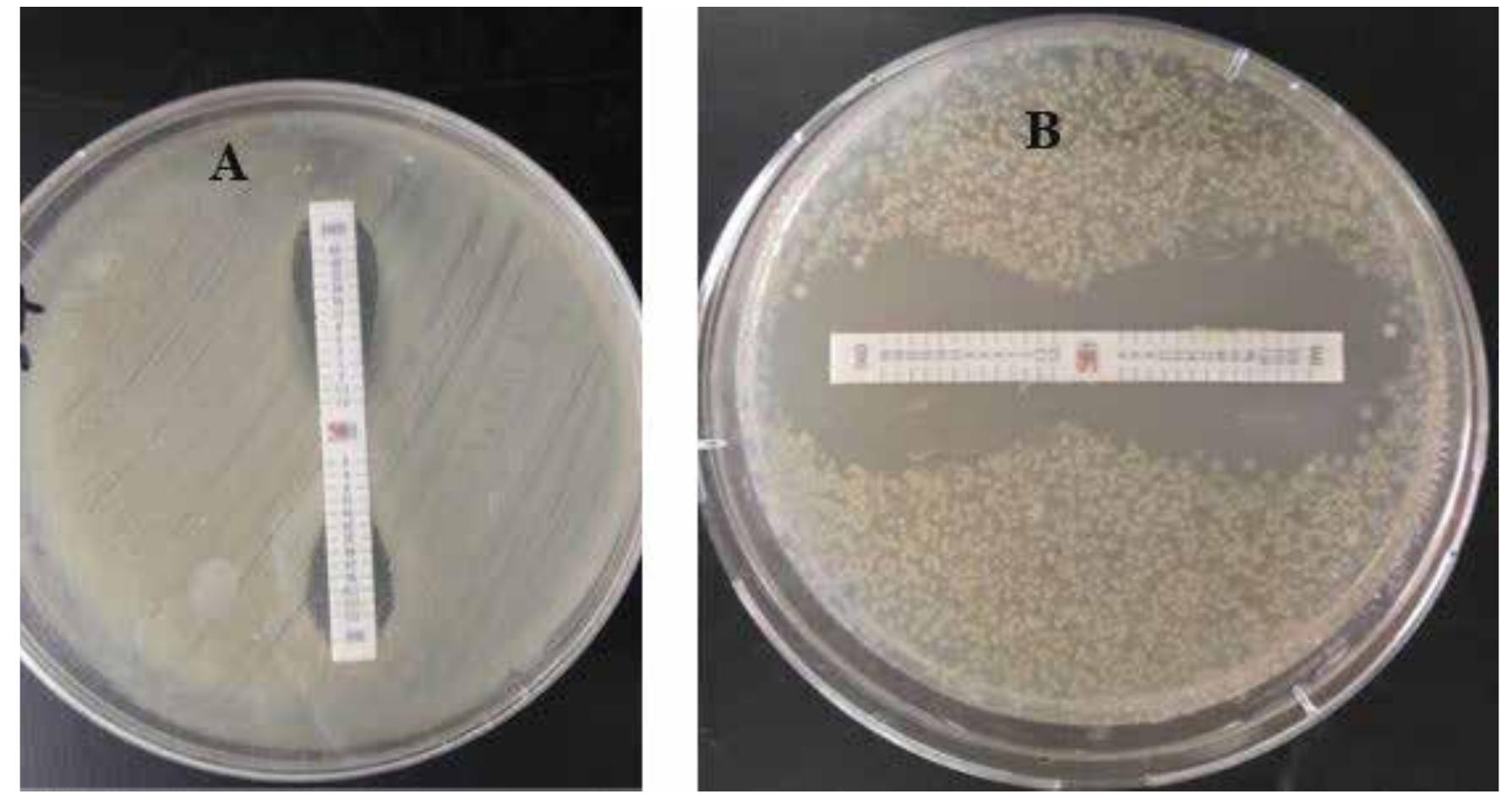 Figure 2: MBL-producing of A.baumannii isolate. A: A.baumannii BU1: B: A.baumannii BU2§ 