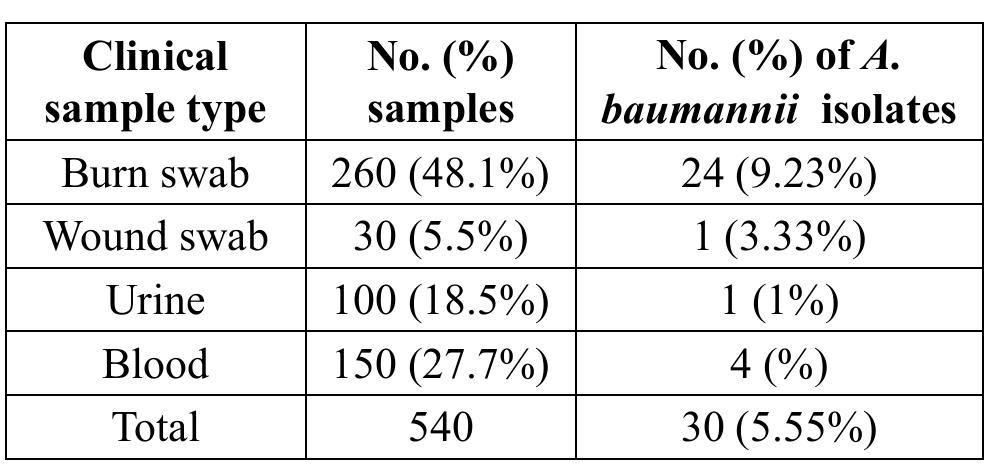 Regarding distribution of A. baumannii isolates among different clinical samples, results found that the majority of A. baumannii isolates recovered in this study was from burn units (24/260; 9.23%), and only 6 isolates were recovered from other clinical sites. Only one isolate (1%) was detected in urine samples (Table 1). 