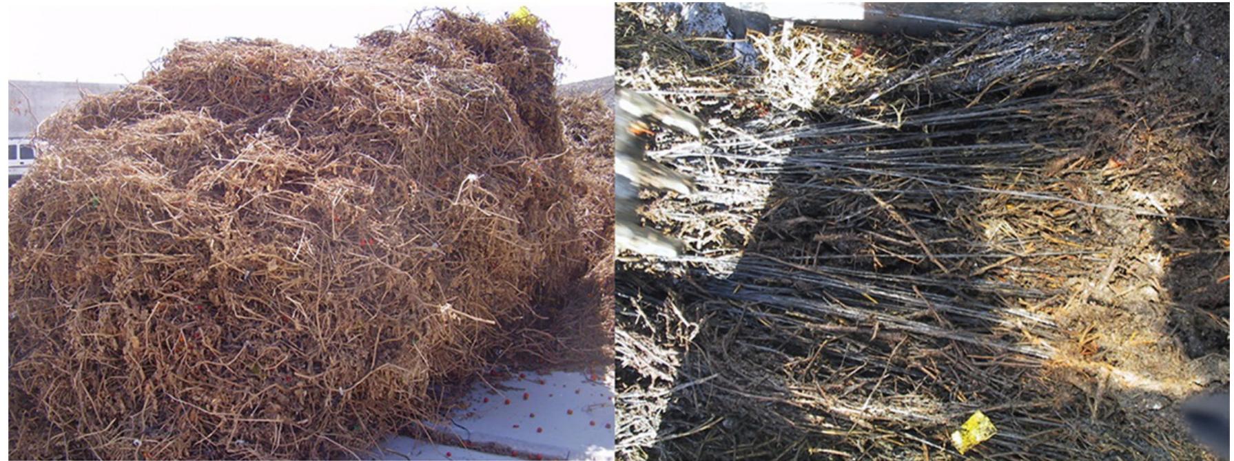 ‘IG. 3 Left, agricultural wastes from greenhouses crops. Right, the presence of plastic raffias in that kind waste is massive. Source: Ramén Plane 