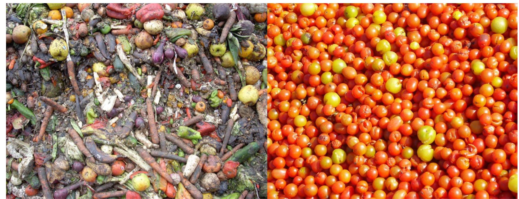 FIG. 4 Fruit waste that is not suitable for putting it on the market because of its condition (left) or discards of the harvest to keep prices high Source: Ramon Plana. 