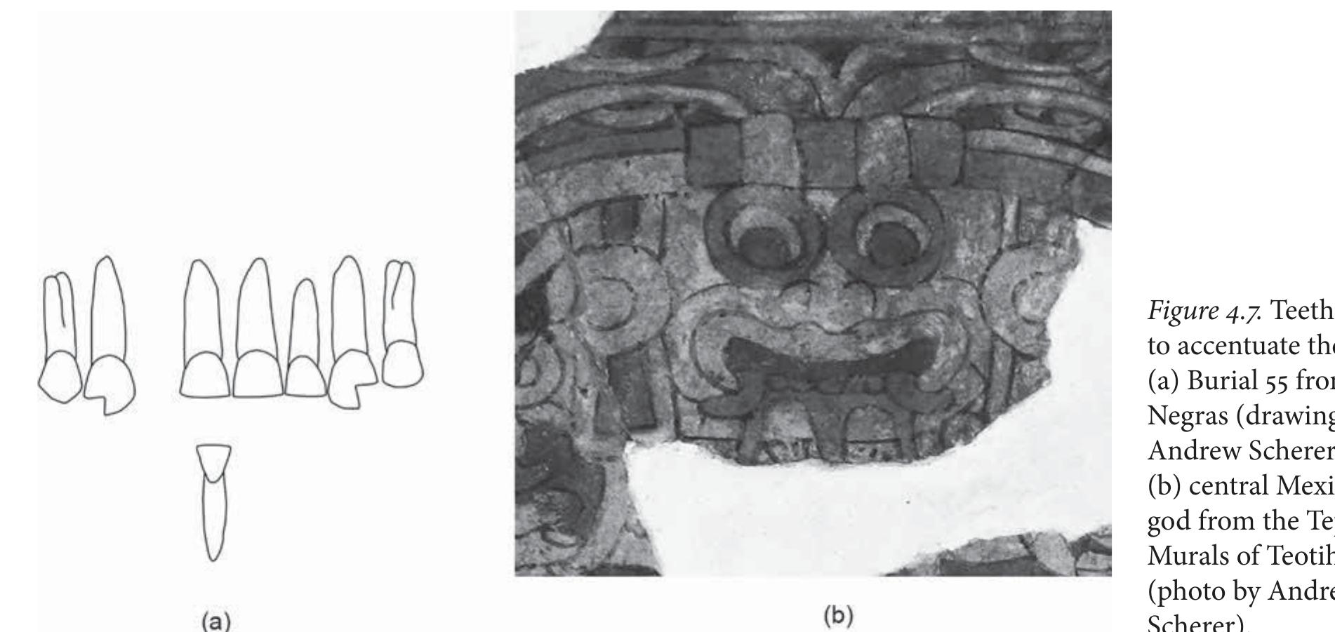 Maya Tooth Modification (PDF) Head Shaping and Tooth Modification among the Classic Maya of the ...
