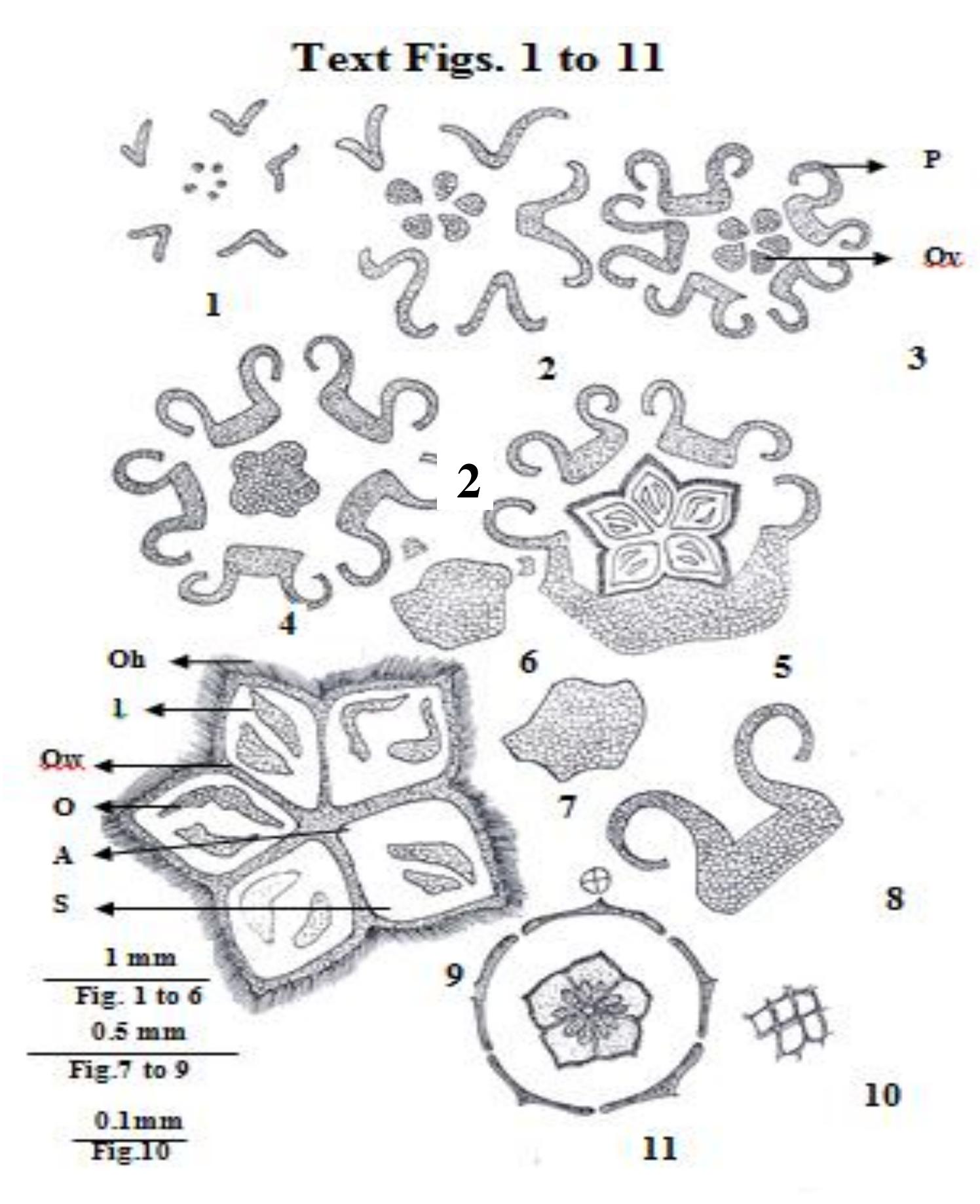 Age Late Cretaceous Maastrichtian