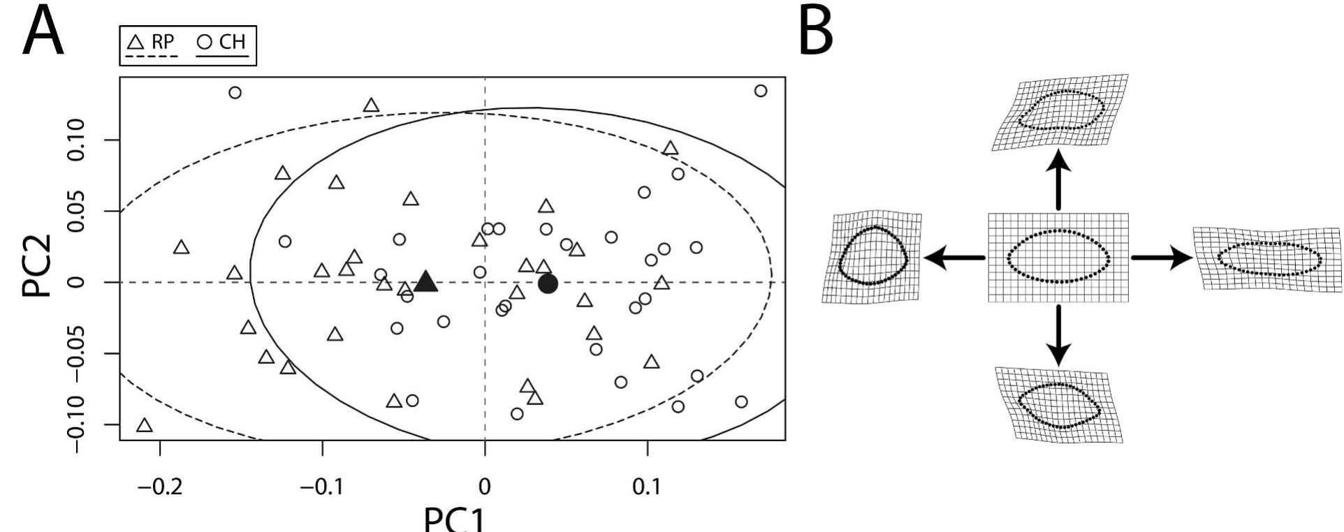 Principal component graph displaying cross-sectional shape