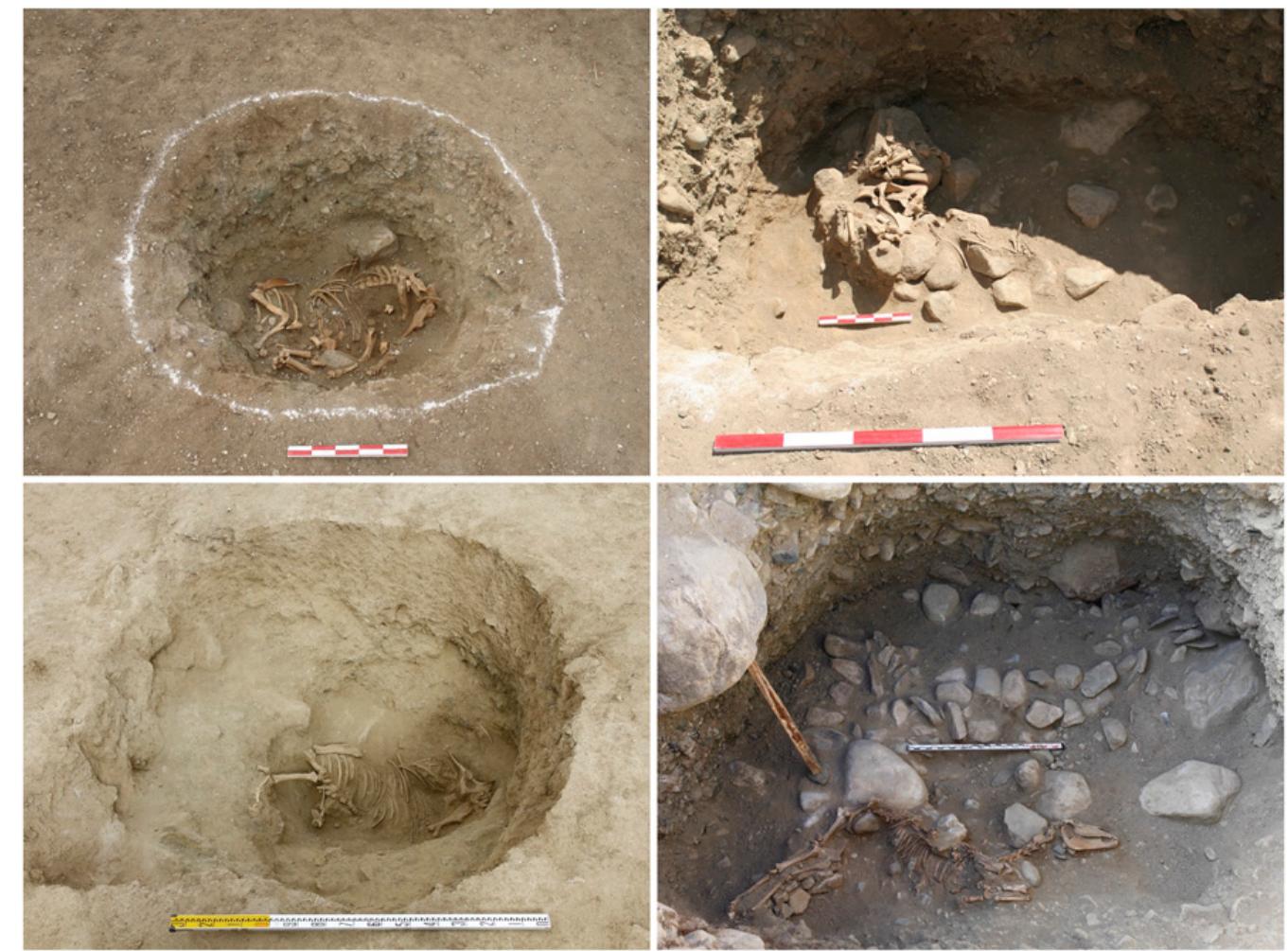 Fig. 2. Horse skeletons from M012K2 at Shirenzigou (Top Left), M011 at Shirenzigou (Top Right), M1K1 at Xigou (Bottom Left), and M1 at Xigou (Bottom Right).  Shirenzigou sits on moraine hills and alluvial fans at an elevation of 2,000 to 2,200 m above sea level (25) (SI Appendix, Fig. S1). Since 2005, archaeological field surveys and excavations at  Shirenzigou have revea houses, burials, and roc  ed a large number of stone platforms, k paintings (26, 27). Rescue excavations  in 2012 revealed one elite burial at Xigou, similar in structure  and mortuary rituals to the early Iron Age burials at Shirenzigou (28, 29). Wang et al. (26, 27) have suggested that Shirenzigou  might be associated wit  h the royal court of elite pastoral com-  munities. Mortuary rituals and animal motifs on artifacts also  indicated their relations  hip with the Pazyryk culture in the Altai  Mountains (28, 29). The location of Shirenzigou and Xigou on  the eastern side of the  Tianshan corridor and their association  We examined eight horses from burials (designated as “M”) and affiliated sacrificial pits (designated as “K’”) at Shirenzigou (n = 6) and Xigou (n = 2) (Fig. 2). These horses were all excavated so far. Five primary burials contained a central pit, a chamber dug into the pit, and a stone mound above the ground. We recovered horses from within the central pit (M001, M002, M011, and  M012 at Shirenzigou) or on the second-tier platform above the 