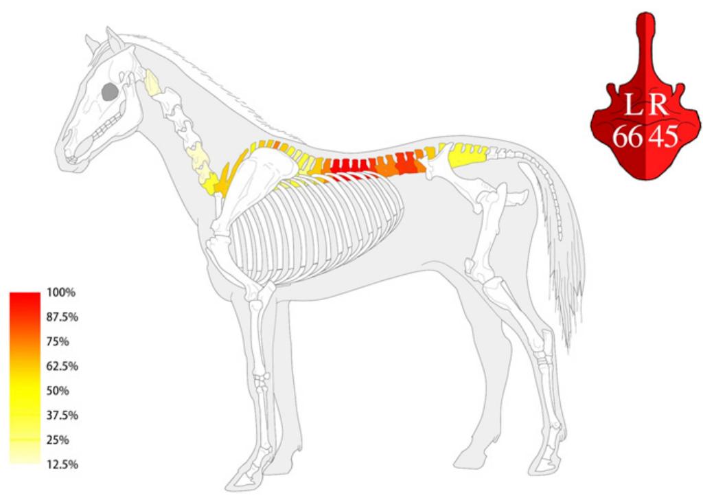 Fig. 4. The occurrence rate of abnormalities for individual vertebrae [modified from pl. 6 in Barone (33)] and the left/right asymmetry in abnormalities. 