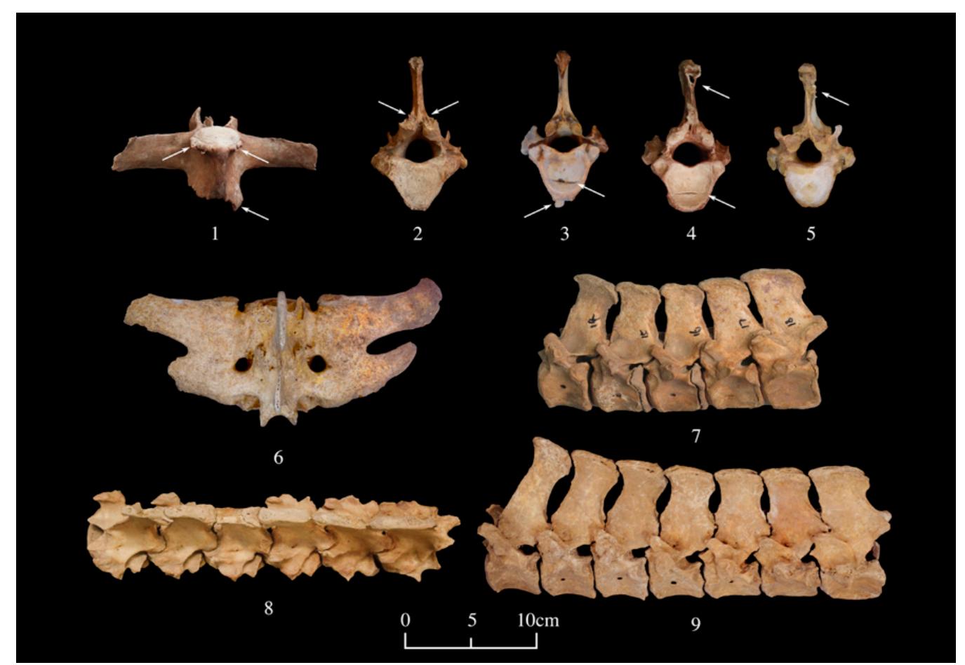 Fig. 5. Vertebral abnormalities on horses from Shirenzigou and Xigou (T, thoracic vertebra; L, lumbar vertebra). See S/ Appendix, Fig. $2 for close-ups of the abnormalities. 1) Horse 8, L1, ventral view, osteophytes (ventral part of vertebral body); 2) horse 8, T16, caudal view, osteophytes (posterior articular process); 3) horse 2, T13, caudal view, osteophytes and horizontal fracture (posterior articular surface of vertebral body); 4) horse 8, T15, caudal view, horizontal fracture (posterior articular surface of vertebral body), overriding/joining of dorsal spinous processes (spinous process); 5) horse 2, T16, cranial view, over- riding/joining of dorsal spinous processes; 6) horse 4, L5-L6, dorsal view, spinal fusion; 7) horse 6, T14-T18, left lateral view, impinging of spinal processes; 8) horse 5, T13-118, dorsal view, impinging of spinal processes; 9) horse 7, T12-118, left lateral view, impinging of spinal processes. 