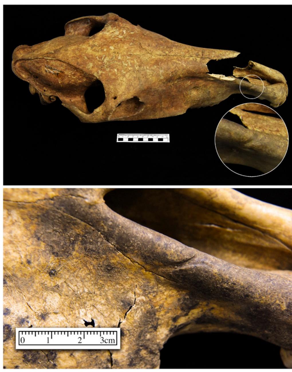 Fig. 6. Photos showing grooves on the right side of the maxilla of horse 5 (Top) and that of horse 3 (Bottom). 