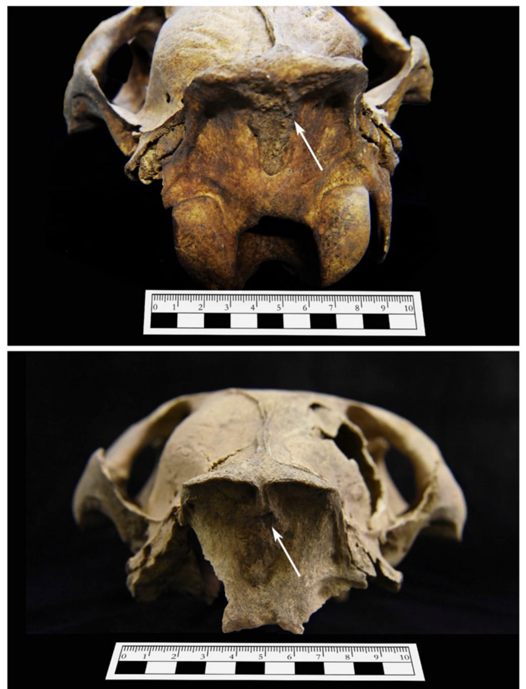 Fig. 7. Photos showing new bone formation at the nuchal ligament at- tachment of horse 5 with a score of “3/2" (Top) and that of horse 7 with a score of “5” (Bottom). 