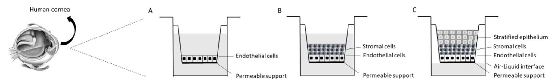 Figure 2 - from Development of In Vitro Corneal Models: