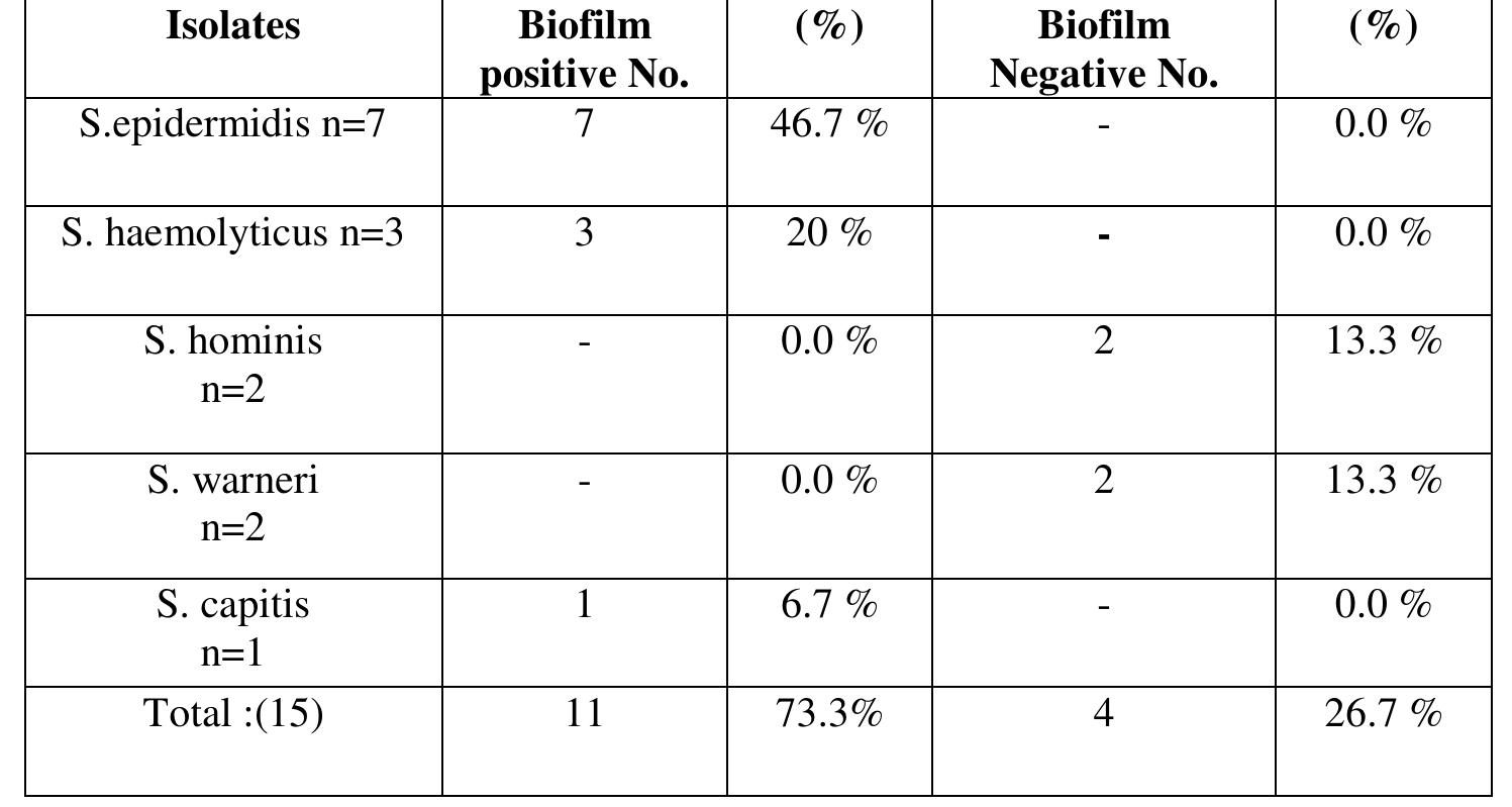 Table 1: Number of Biofilm producing CoNS isolates detected by Congo red agar method 