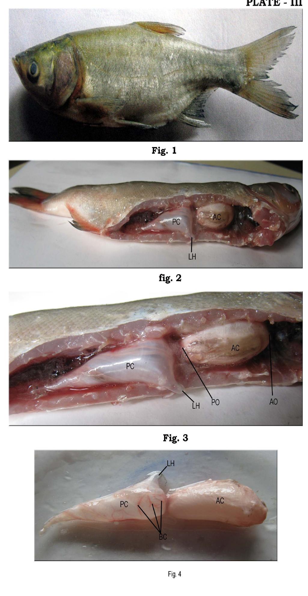 Figure 3 - Morphological Study of Swim Bladder in Some