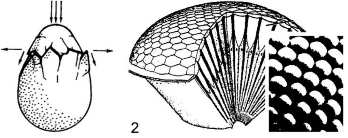 (PDF) Bionic Design - Architectural Innovations Inspired by Nature with ...