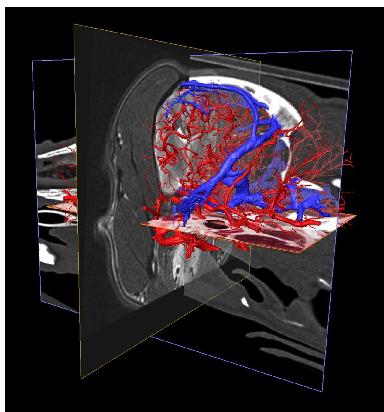 Beagle Brain (PDF) MRI, CT and high resolution macro-anatomical images with ...