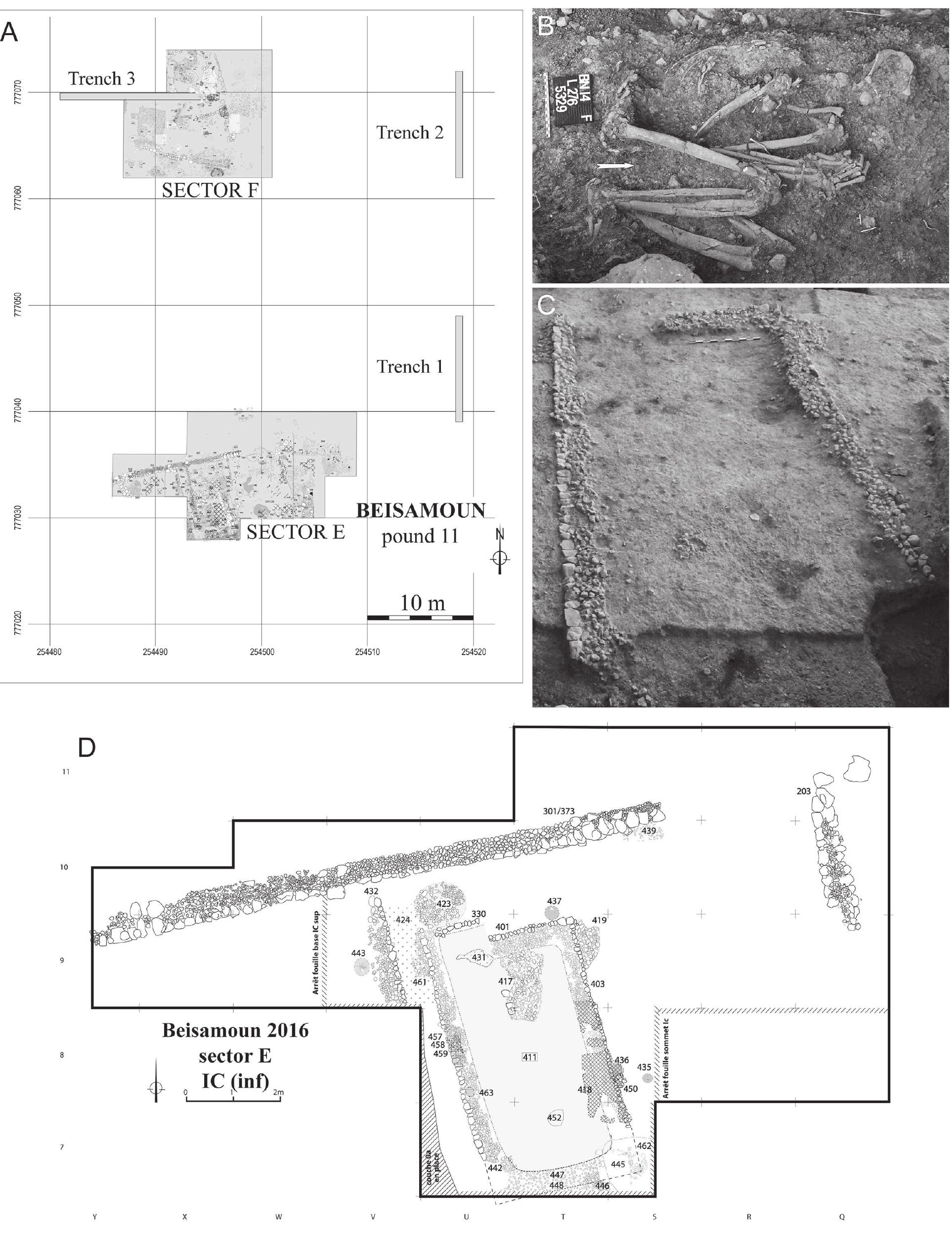 Figure 2. A. Area excavated during the 2007-2014 seasons at Beisamoun, B. A burial from Sector F, C—D. Architecture from Sector E 