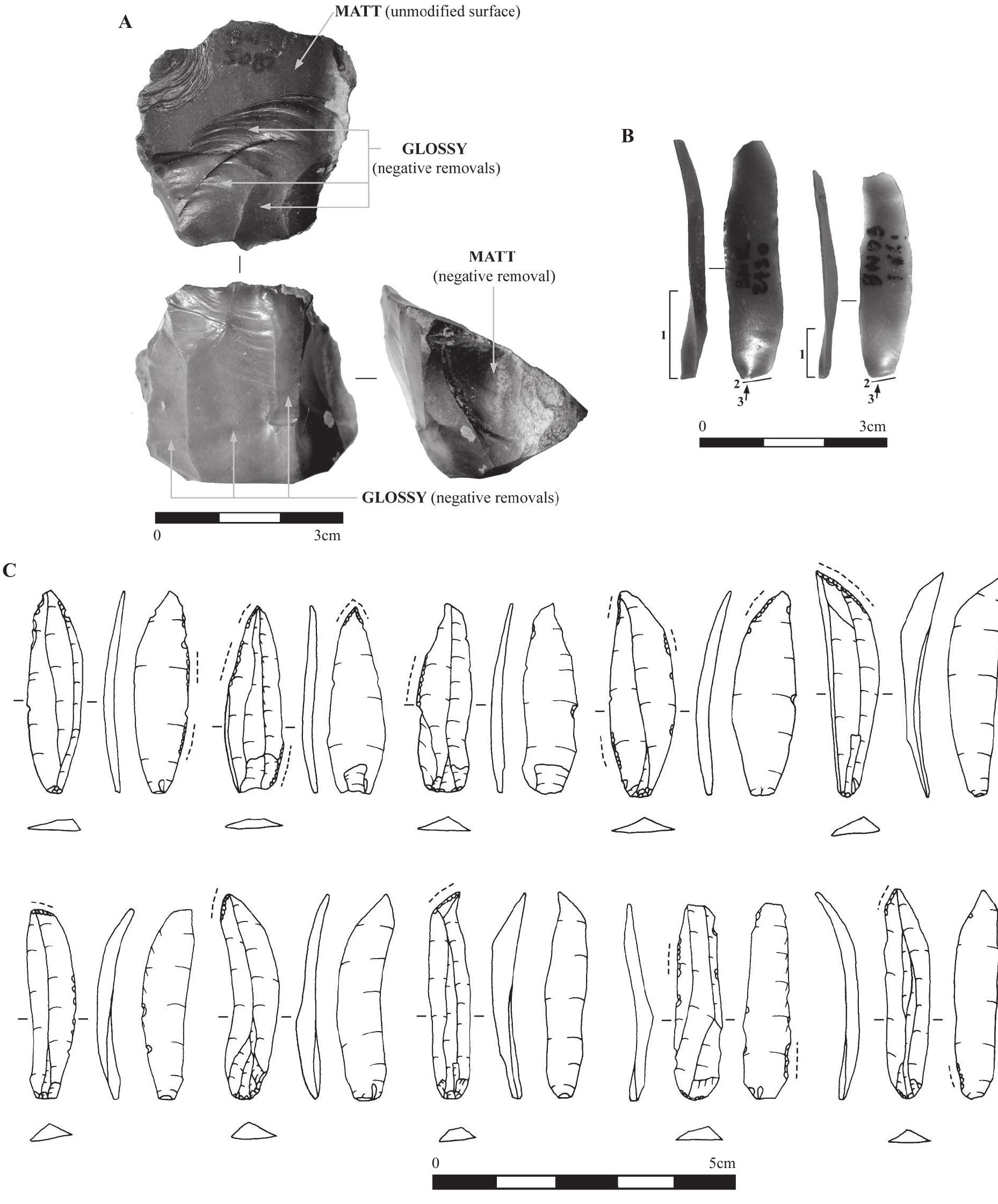 Figure 7. The bladelet component from Beisamoun: A. Core showing both matt and glossy surfaces, B. Two bladelets showing some of the most characteristic features of the bladelet component at Beisamoun, C. A few bladelets, some of them showing very marginal retouch (indicated with dotted lines), from different sectors and layers 