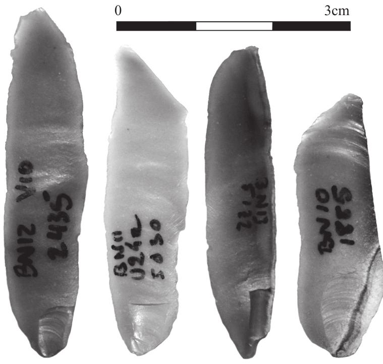 Figure 8. Bladelets from Beisamoun displaying the characteristic bulb scar associated with direct percussion with the soft-stone hammer technique as defined by Pelegrin (2000) 