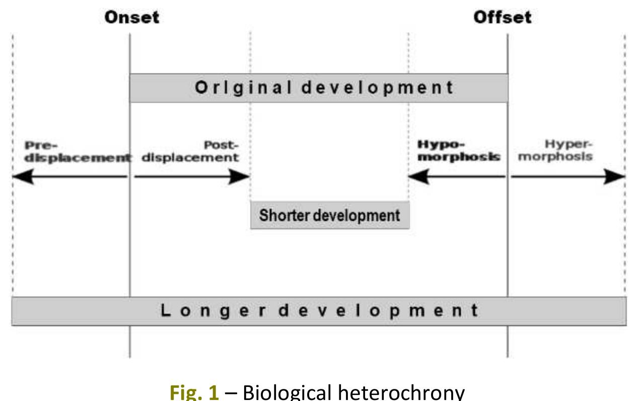 The six types of shift in heterochrony, a change in the