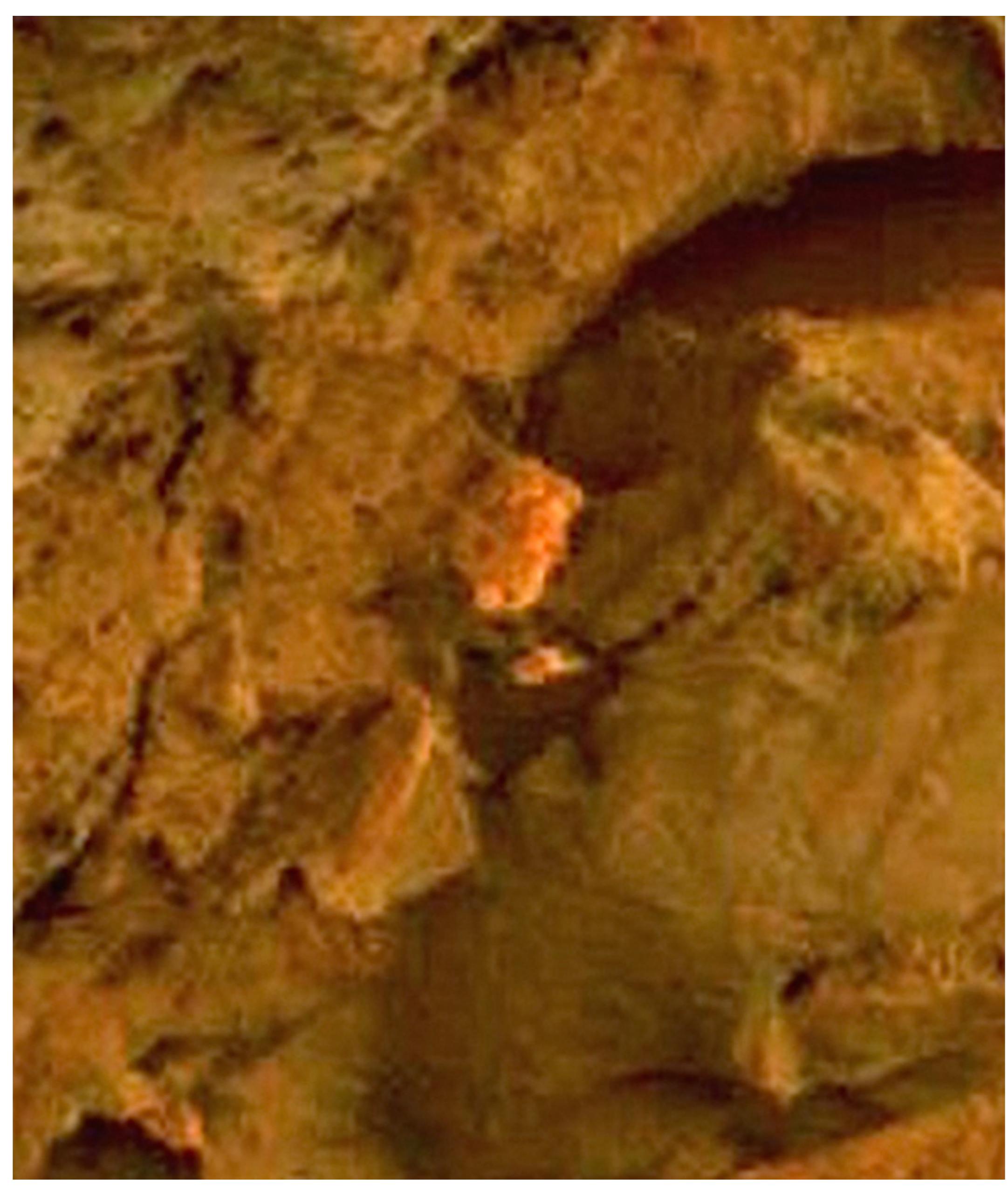 Sol 305 (top): epilithic algae-like substances and