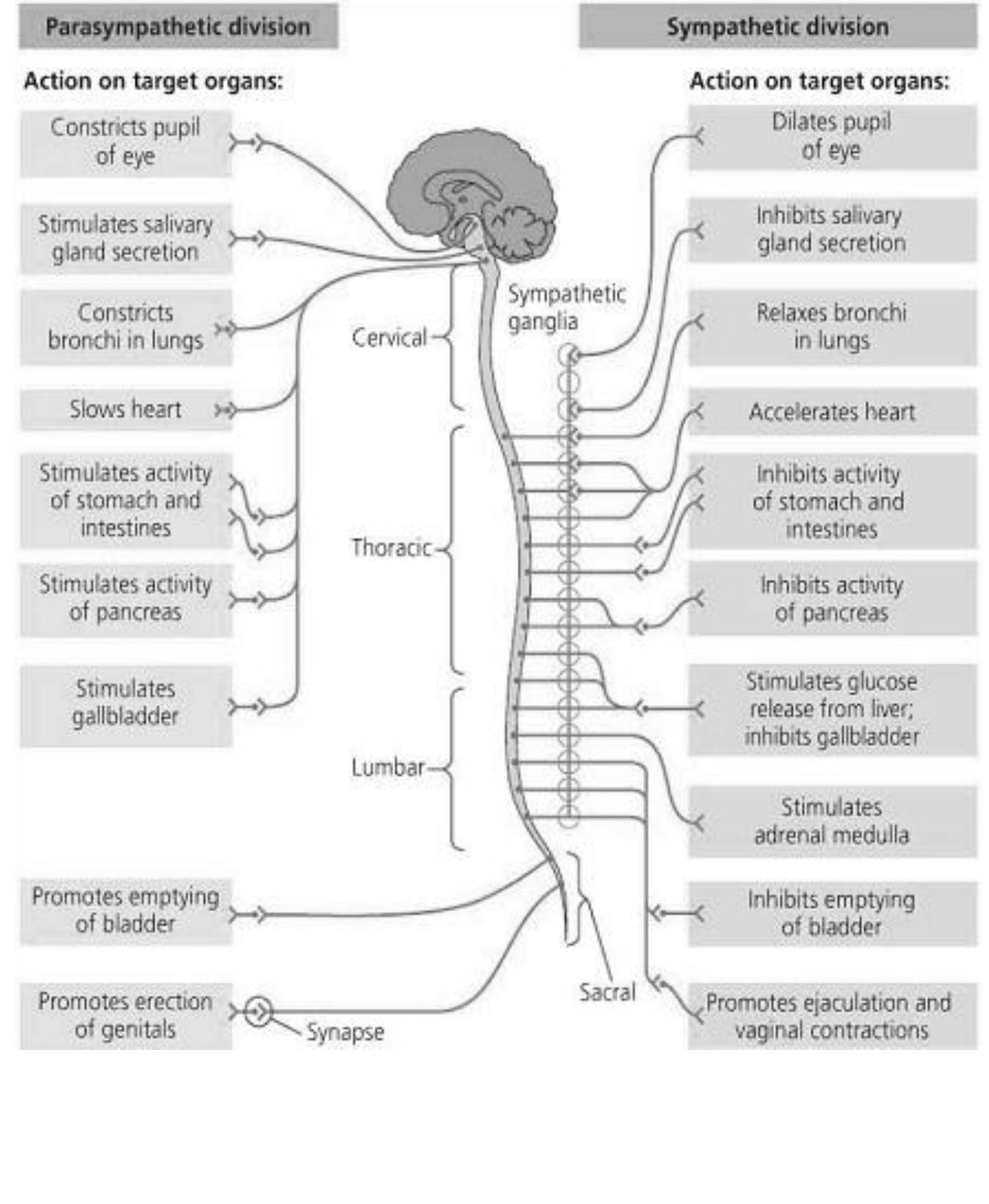 The parasympathetic and sympathetic divisions of the