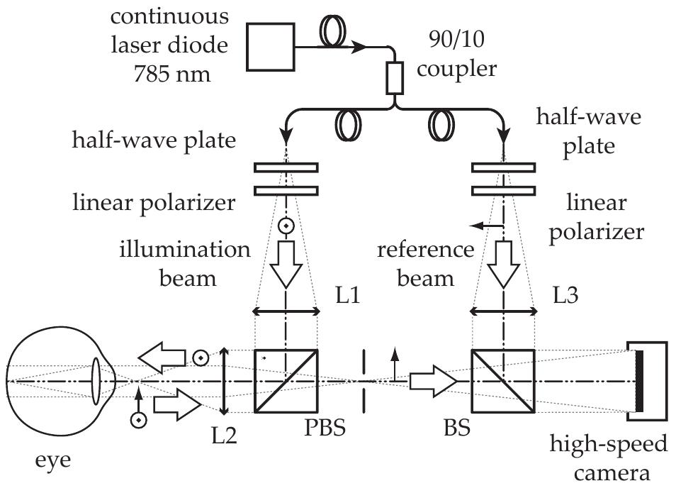Figure 1 - from Real-time digital holography of the retina