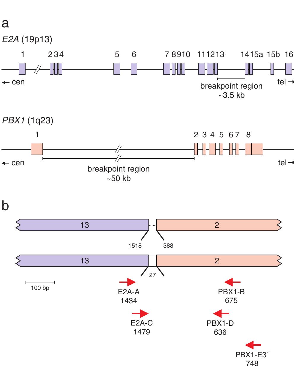 (a) schematic diagram of the exon/intron structure of the