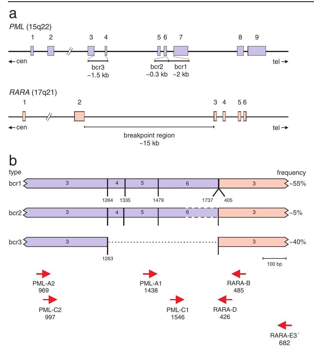 (a) schematic diagram of the exon/intron structure of the
